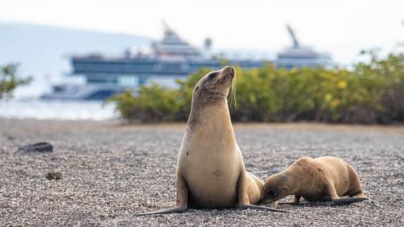Celebrity Flora - Galapagos, ©CEL.jpg
